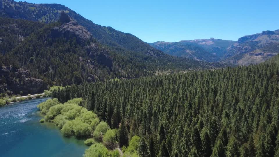 Bosque patagónico