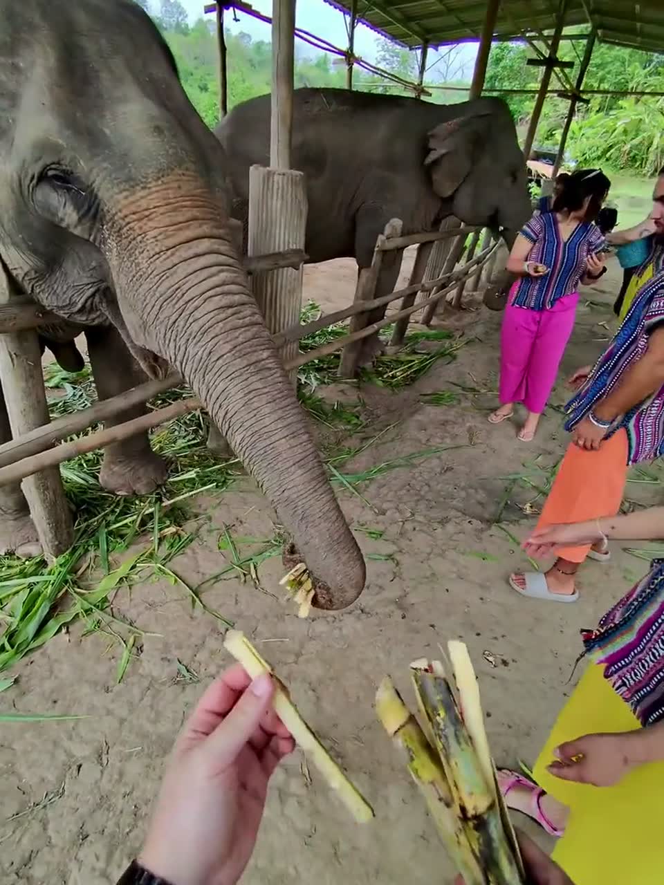 Elefantes